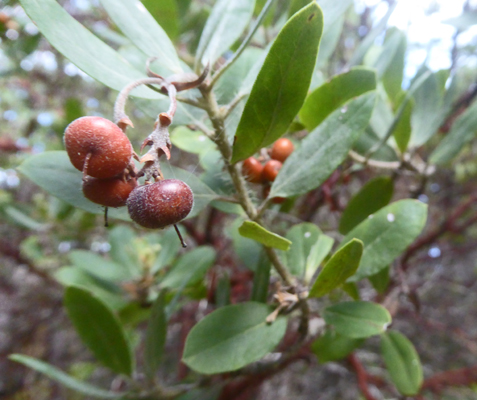 Manzanita berries