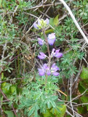 Broadleaf Lupine (Lupinus latifolius)