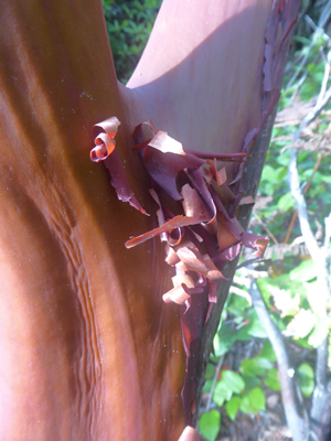 peeling nazanita bark