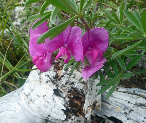 perennial sweetpeas (Lathrus latifolius)