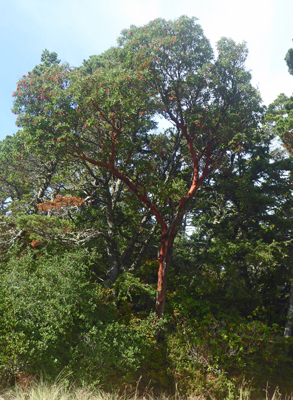 Madrone tree