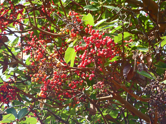 Madrone berries