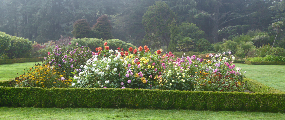 Shore Acres Dahlias