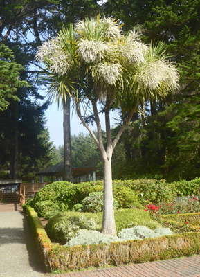 Grass Tree (Cordyline australis)