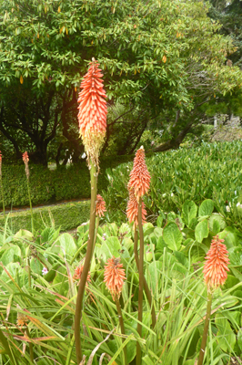 Red Hot Poker (Kniphoria uvaria)