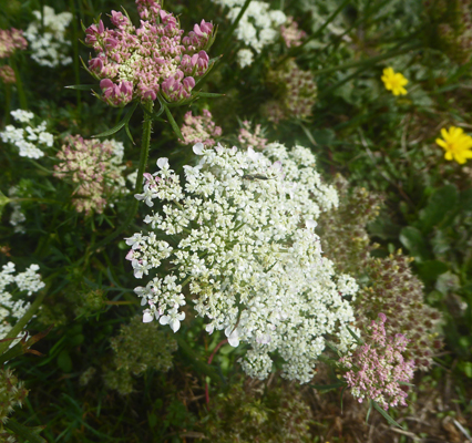 Queen Anne’s Lace