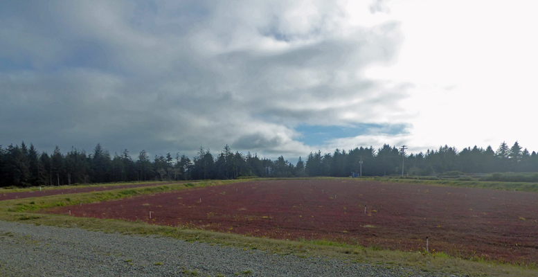 Cranberry bog Cape Blanco Rd