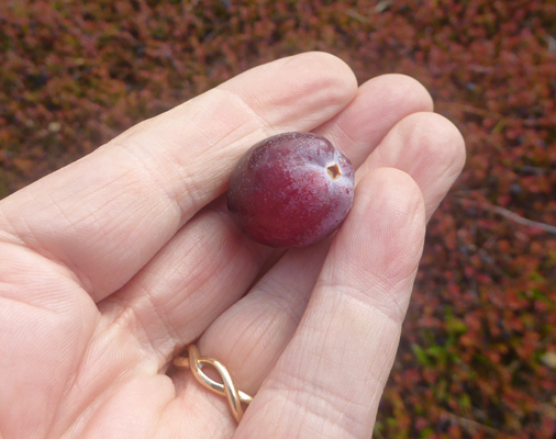 Fresh picked cranberry