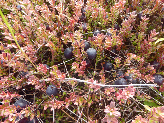 Cranberries in bog