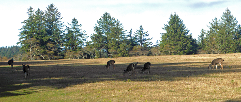 Deer Cape Blanco