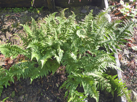 Coastal Wood Ferns