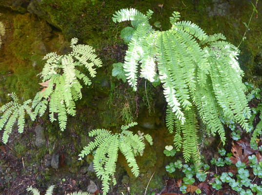 Maidenhair Ferns