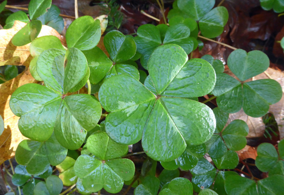 wood sorrel