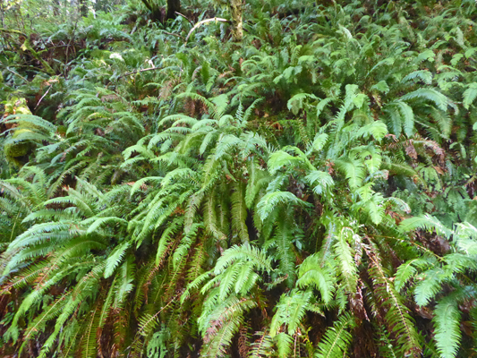 Sword Ferns