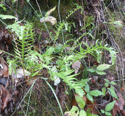 licorice ferns maybe