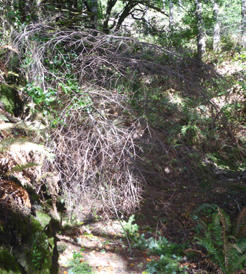 Branch over Amphitheater Trail Humbug Mt