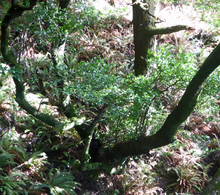 Myrtle tree Humbug Mt SP