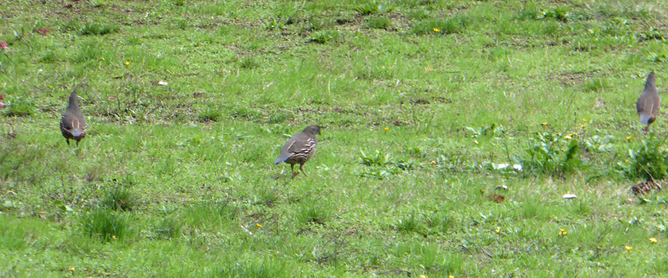 California Quail Humbug Mt SP