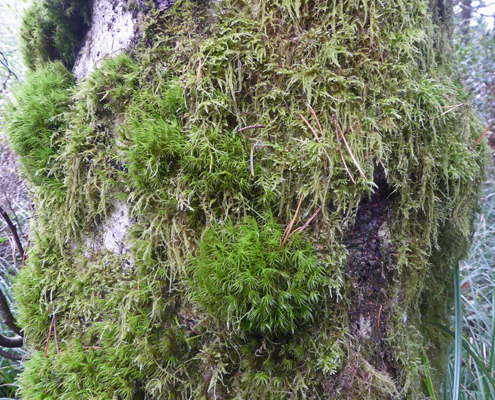 Moss on tree