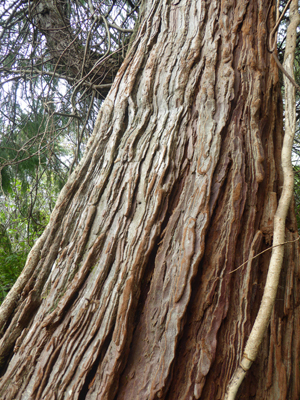 Port Orford Cedar bark