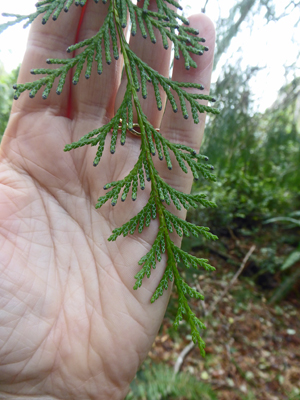 Port Orford Cedar foliage