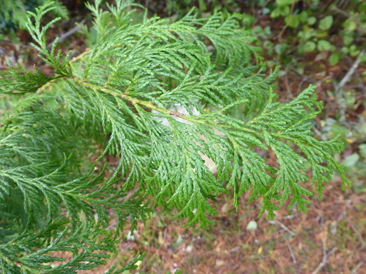 Young Port Orford Cedar