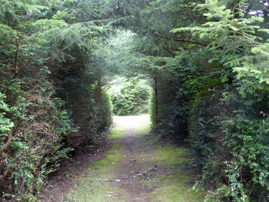 Trail through trees Cape Blanco