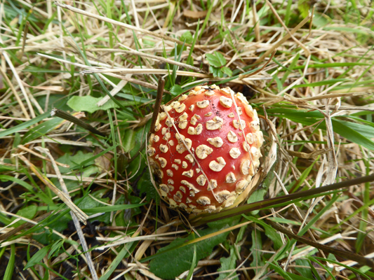 Red and white mushroom