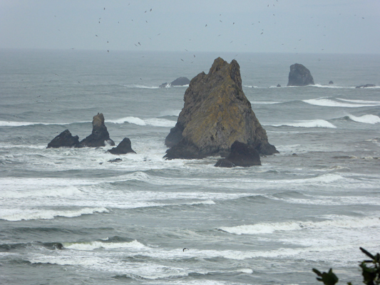 Gulls at Gull Rock Cape Blanco