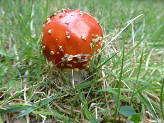 red and white mushroom