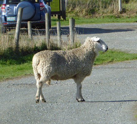 Stray sheep Sixes Boat launch Cape Blanco