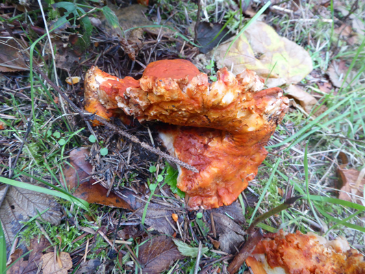 Orange fungus