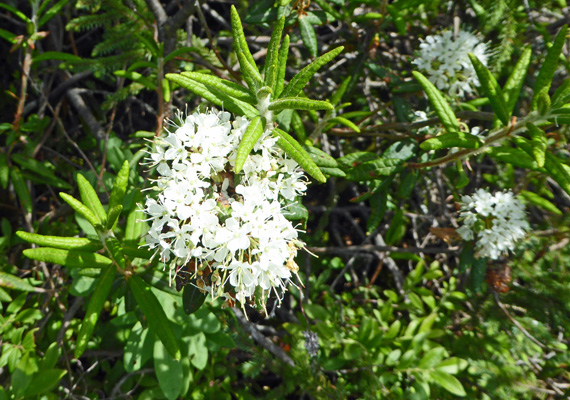 Labrador-tea (Rhododendron groenlandicum)