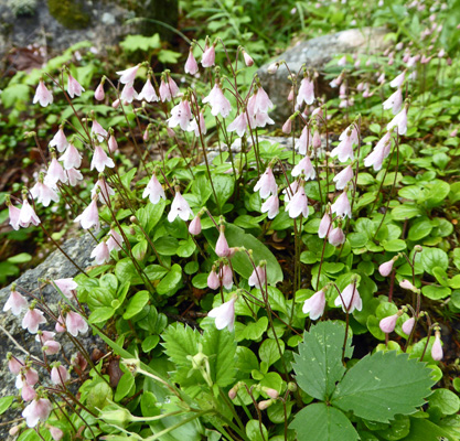 Twinflowers (Linnaea borealis)