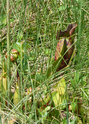 Pitcher Plant (Sarracenia purpurea)