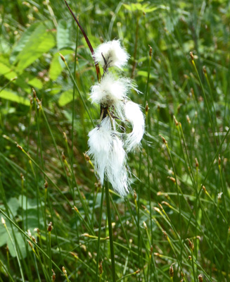 Cotton grass