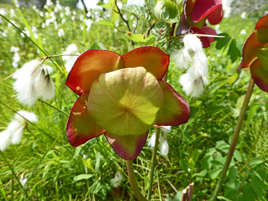 Pitcher Plant (Sarracenia purpurea)