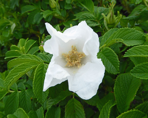 White rose