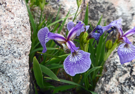 Blue Flags ( Iris versicolor)