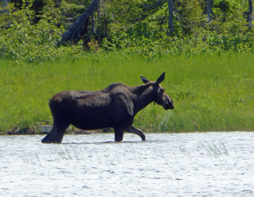 Moose Benjies Lake Cape Breton