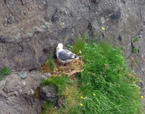 Nesting Sea Gull Cape Flattery WA