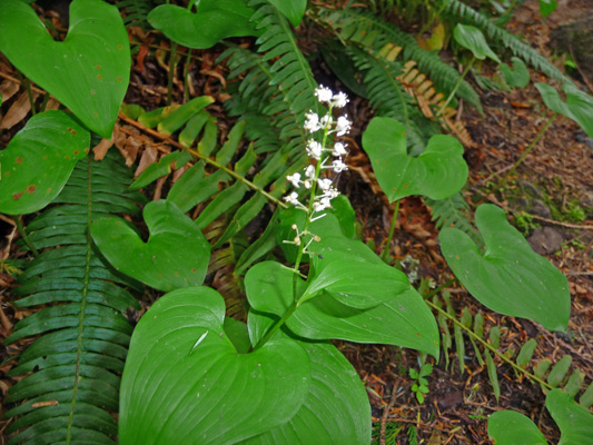 Maianthemum dilatatum False lily of the valley Cape Flattery