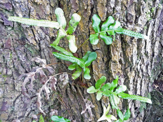 Unknown fern at Cape Flattery