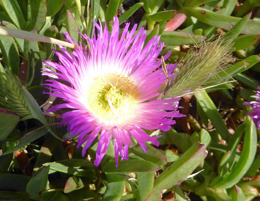 Pink Ice plant