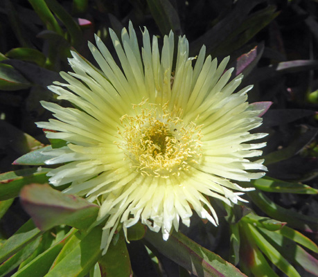 Yellow Ice plant