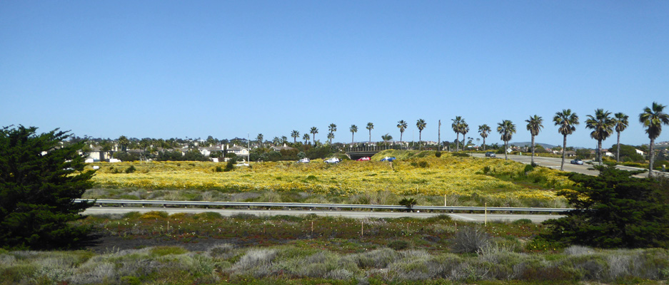 Carlsbad yellow flowers