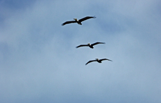 Pelicans in flight