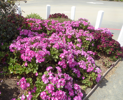 Geraniums Carlsbad