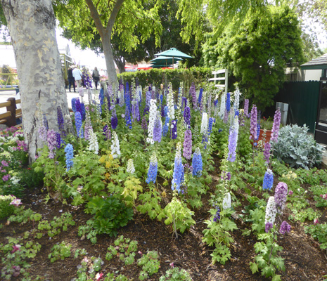 Delphinium Carlsbad