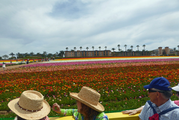 Flower Fields Carlsbad